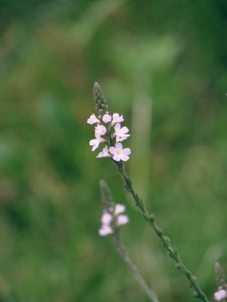 vervain / Verbena officinalis: _Verbena officinalis_ is native to continental Europe and Asia that has become established quite widely in southern Britain and southern Ireland.