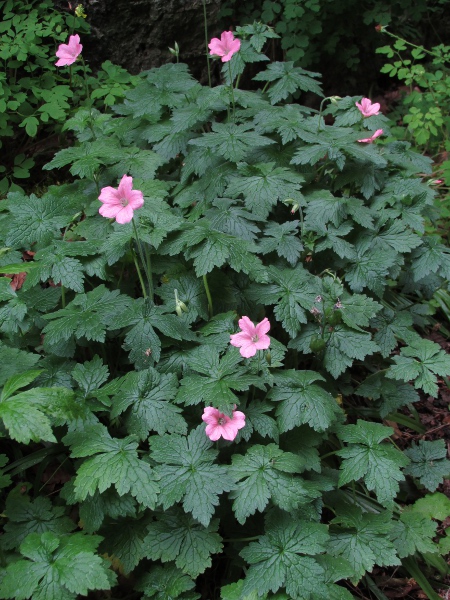 French cranesbill / Geranium endressii: _Geranium endressii_ is native to the Pyrenees, but is widely grown as a garden plant.