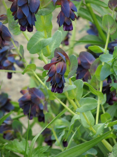 greater honeywort / Cerinthe major: _Cerinthe major_ is a garden plant, native to southen Europe.