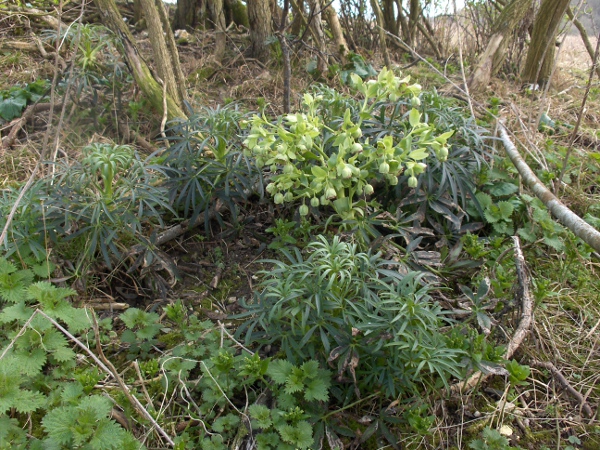 stinking hellebore / Helleborus foetidus: _Helleborus foetidus_ grows in calcareous woodlands across much of the British Isles, but is only thought to be native to a narrow band from Kent to Gloucestershire, and on to the Great Orme (VC49).