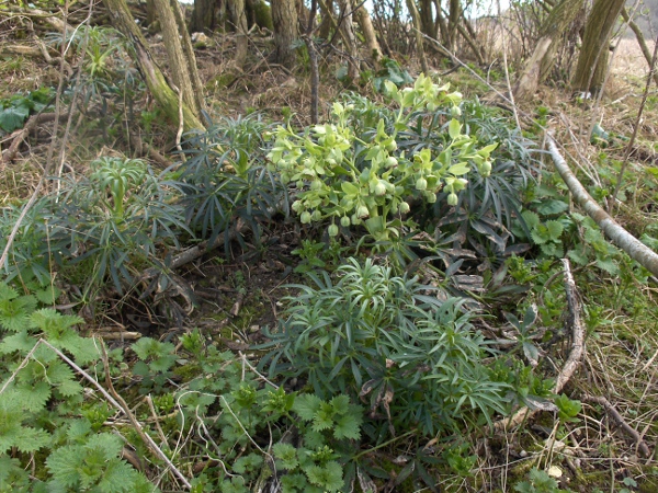 stinking hellebore / Helleborus foetidus