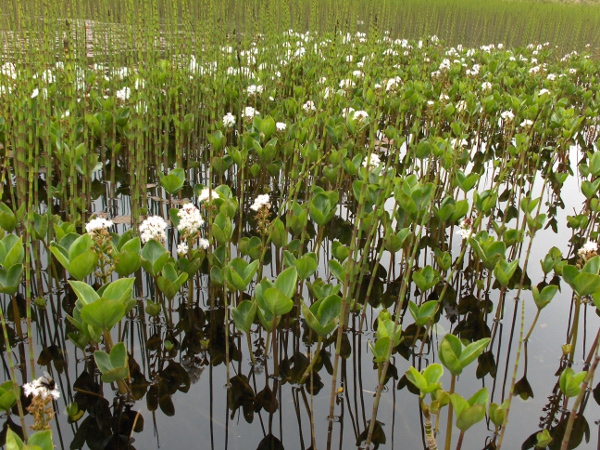 bogbean / Menyanthes trifoliata: _Menyanthes trifoliata_ lives in shallow, unshaded water across the British Isles.