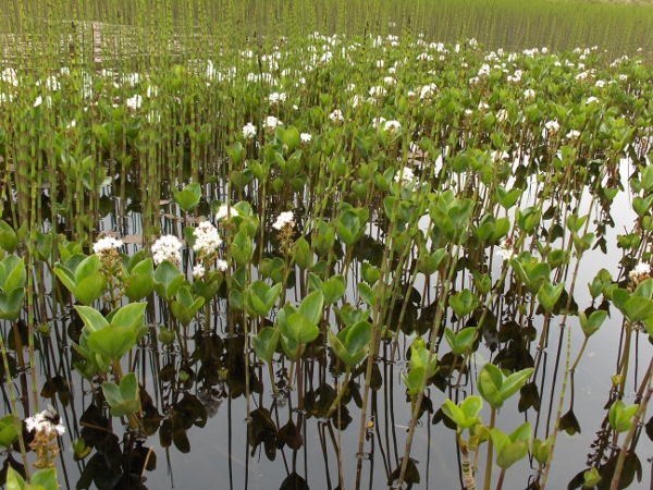 bogbean / Menyanthes trifoliata: _Menyanthes trifoliata_ lives in shallow, unshaded water across the British Isles.