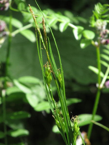 starved wood-sedge / Carex depauperata: _Carex depauperata_ has the longest utricles of any British sedge.