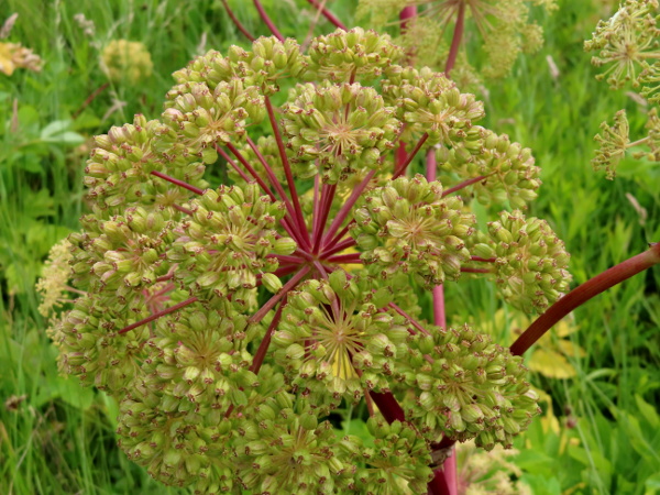 garden angelica / Angelica archangelica: _Angelica archangelica_ produces fruits with corky wings, unlike the papery wings on _Angelica sylvestris_.