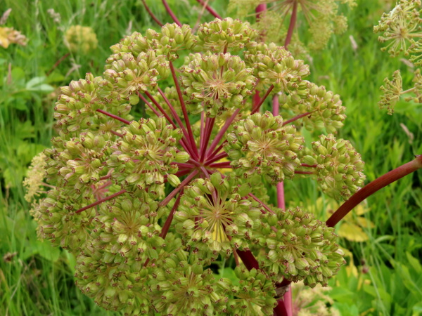 garden angelica / Angelica archangelica