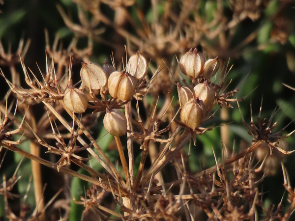 rock samphire / Crithmum maritimum: The fruit of _Crithmum maritimum_ is a pair of almost hemispherical mericarps with prominent longitudinal ridges.