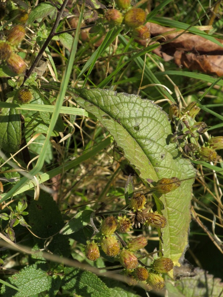 ploughman’s spikenard / Inula conyzae: Leaf