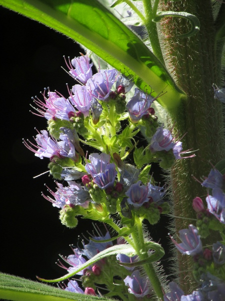 giant viper’s-bugloss / Echium pininana: The flowers of _Echium pininana_ are like those of the native _Echium vulgare_.