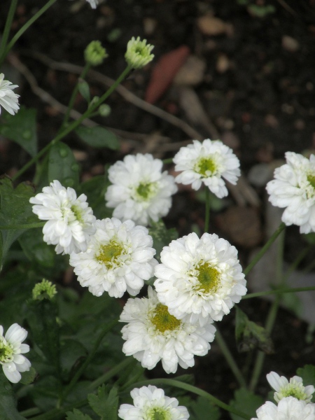 feverfew / Tanacetum parthenium: Some cultivars of _Tanacetum parthenium_ are ‘<em>flore pleno</em>’.