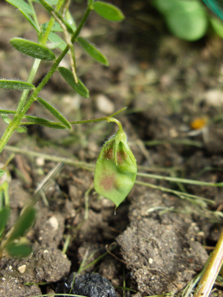 lentil / Vicia lens: The short fruiting pods contain 2 seeds.