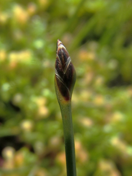 many-stalked spike-rush / Eleocharis multicaulis