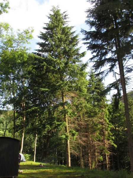 western hemlock-spruce / Tsuga heterophylla: Large tracts of _Tsuga heterophylla_ have been planted in Britain, although the wood is of little use.