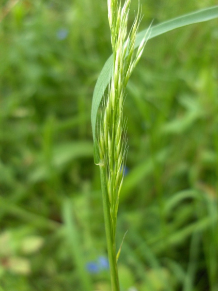 yellow oat-grass / Trisetum flavescens: Inflorescence