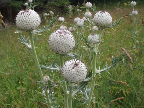 woolly thistle / Cirsium eriophorum: The woolly phyllaries around the flower-heads of _Cirsium eriophorum_ are distinctive.