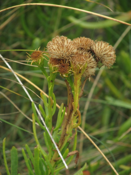 golden samphire / Limbarda crithmoides: In seed
