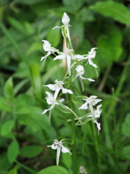 greater butterfly-orchid / Platanthera chlorantha: _Platanthera chlorantha_ grows in well-drained base-rich sites across much of the British Isles.