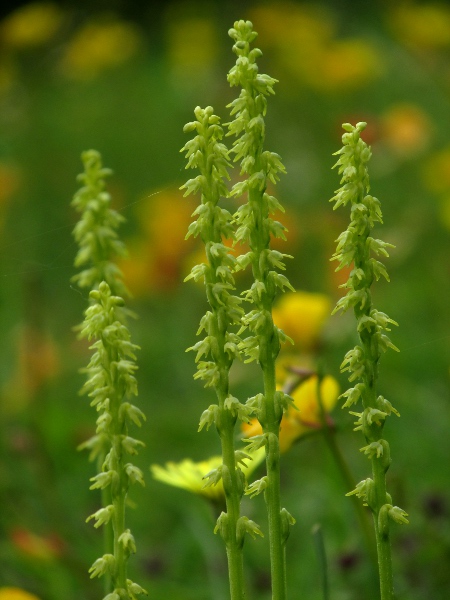 musk orchid / Herminium monorchis: _Herminium monorchis_ is a relatively inconspicuous orchid of chalk grassland, with a honey-like aroma.