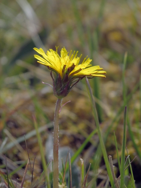 dandelions / Taraxacum sect. Palustria: _Taraxacum_ sect. _Palustria_ is distinctive in that the outermost phyllaries are not recurved, as they are in our other dandelions.