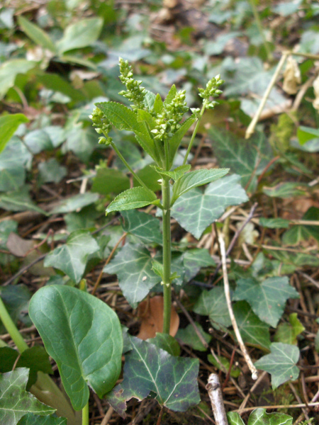 dog’s mercury / Mercurialis perennis: _Mercurialis perennis_ is a woodland understorey plant; it is almost absent from Ireland, the Isle of Man and the far north of Scotland, but is otherwise widespread.