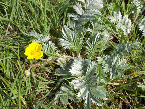 silverweed / Potentilla anserina: _Potentilla anserina_ grows in various sorts of grassland and on bare ground throughout the British Isles.