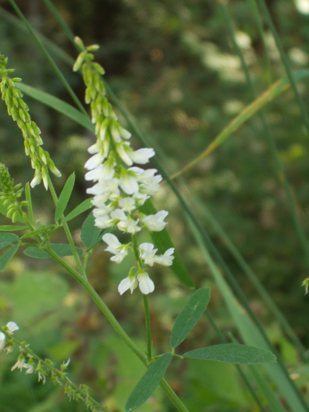 white melilot / Melilotus albus: _Melilotus albus_ is easily distinguished from our other melilots by its white flowers.