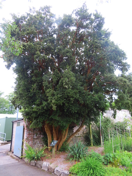Chilean myrtle / Luma apiculata: _Luma apiculata_ is a South American tree that is rapidly spreading in mild parts of south-western Britain, southern Ireland and the Isle of Man.