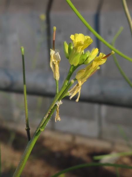 eastern rocket / Sisymbrium orientale: The petals of _Sisymbrium orientale_ are longer than the sepals (and the stamens).