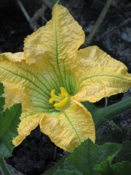 marrow / Cucurbita pepo: Female flowers of _Cucurbita pepo_ have 3 stigmas, each divided into 2 lobes.