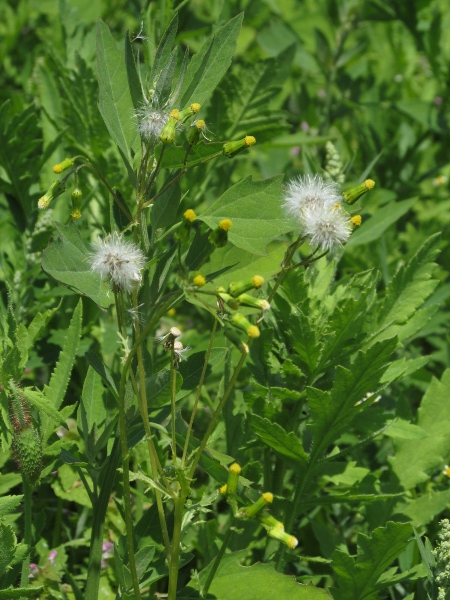 groundsel / Senecio vulgaris: The achenes of _Senecio vulgaris_ have a short pappus of simple hairs.