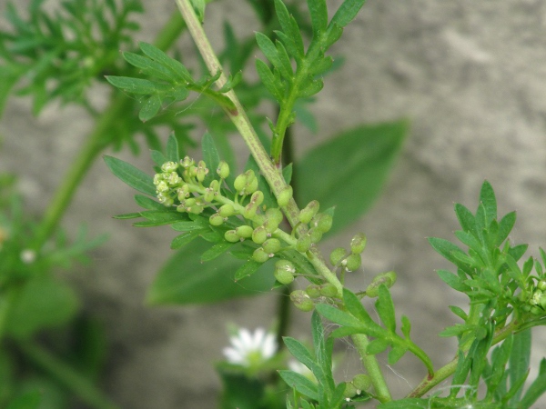 lesser swine-cress / Lepidium didymum: The fruits of _Lepidium didymum_ are smooth, unlike the knobbly fruits of _Lepidium coronopus_.