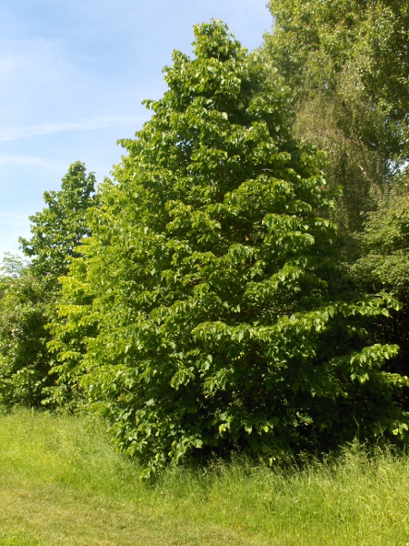 Turkish hazel / Corylus colurna: _Corylus colurna_ is native to the Balkans, parts of northern Turkey and the Caucasus.