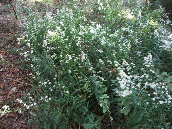 narrow-leaved Michaelmas daisy / Symphyotrichum lanceolatum