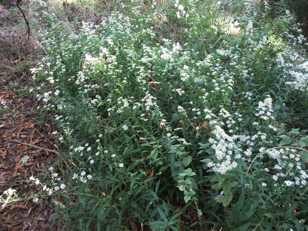 narrow-leaved Michaelmas daisy / Symphyotrichum lanceolatum: _Symphyotrichum lanceolatum_ is a widespread species in its native North America, and can now be found across many parts of the British Isles.