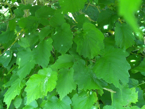Turkish hazel / Corylus colurna: The leaves of _Corylus colurna_ are more deeply lobed than those of the native _Corylus avellana_.