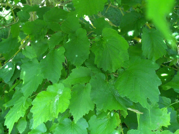 Turkish hazel / Corylus colurna