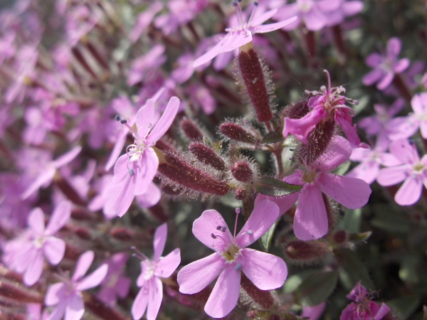 rock soapwort / Saponaria ocymoides: Close-up of flowers