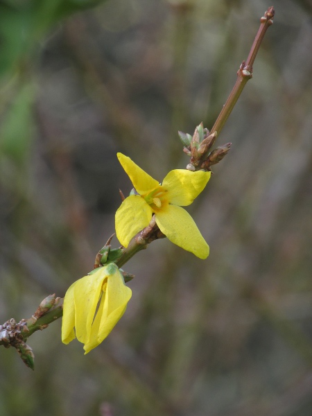 forsythia / Forsythia × intermedia: The flowers of _Forsythia_ × _intermedia_ are produced on twigs only after their first year.