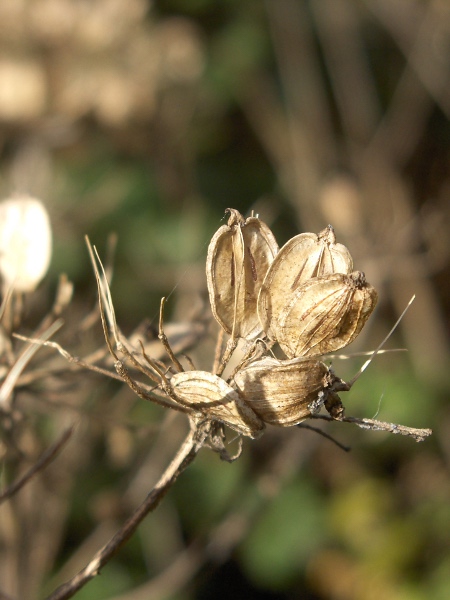 hogweed / Heracleum sphondylium: The fruits of _Heracleum sphondylium_ have broad lateral wings.