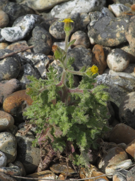 sticky groundsel / Senecio viscosus: A dwarf form occurs on maritime shingle, and may be native.