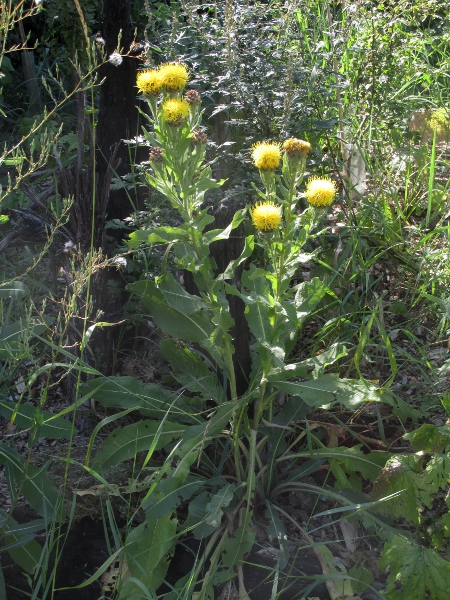 giant knapweed / Centaurea macrocephala: _Centaurea macrocephala_ is a large, yellow-flowering knapweed.