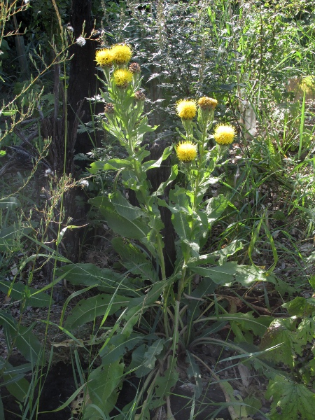 giant knapweed / Centaurea macrocephala