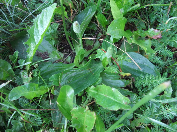 hoary plantain / Plantago media: Unlike _Plantago major_, the leaves of _Plantago media_ have a short and poorly-defined petiole.