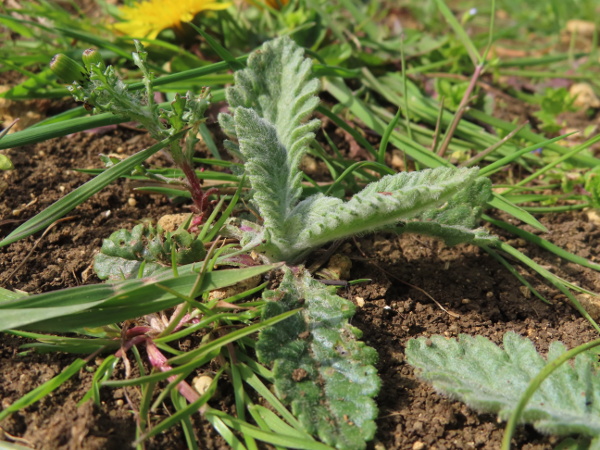 hoary ragwort / Jacobaea erucifolia: _Jacobaea erucifolia_ is densely hairy when young (seen here with a young _Senecio vulgaris_ for scale), but the hairs are soon lost as the plant grows.