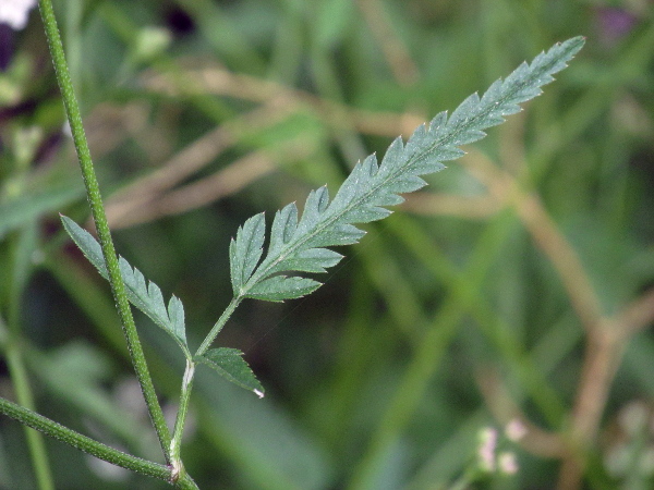 upright hedge-parsley / Torilis japonica: The leaves of _Torilis japonica_ are hairy, and vary from once pinnate to 3-pinnate.