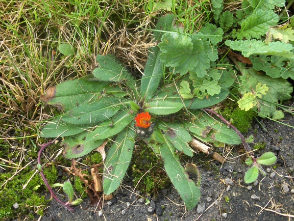 common fox-and-cubs / Pilosella aurantiaca subsp. carpathicola: _Pilosella aurantiaca_ subsp. _carpathicola_ is the more widespread subspecies; it has smaller phyllaries and leaves than _P. aurantiaca_ subsp. _aurantiaca_, and spreads by rhizomes rather than stolons.