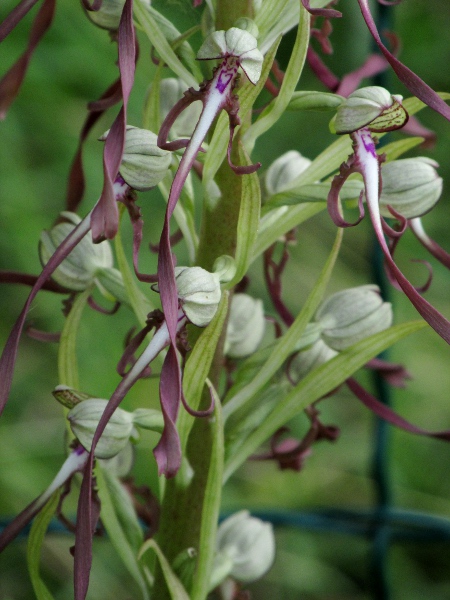 lizard orchid / Himantoglossum hircinum: The flowers of _Himantoglossum hircinum_ are unmistakable.