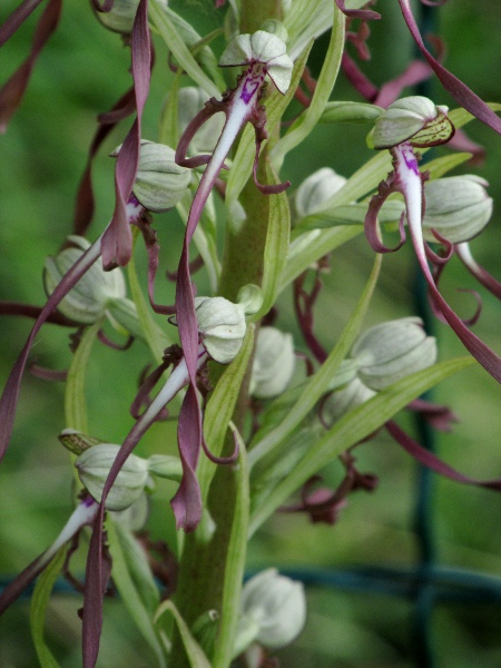 lizard orchid / Himantoglossum hircinum