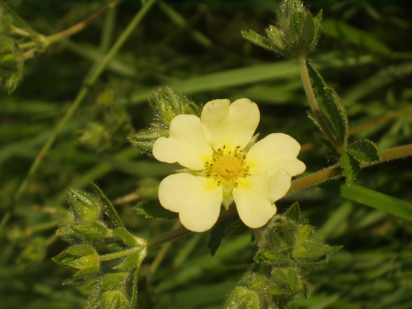 sulphur cinquefoil / Potentilla recta