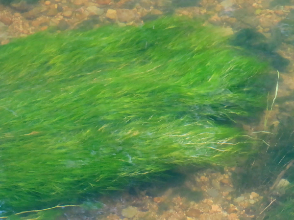 sessile horned pondweed / Zannichellia palustris subsp. palustris